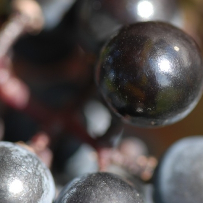Cabernet Mitos ANT 1015